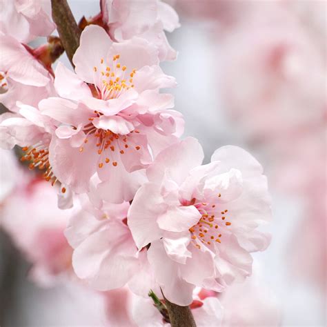 corinthian rose flowering peach tree.